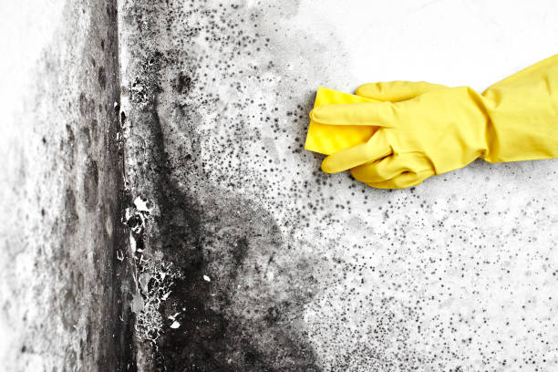 Professional Mold Removal in Valatie, NY