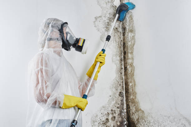 Best Crawl Space Mold Removal  in Valatie, NY