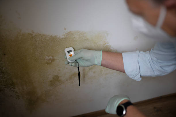 Best Professional Mold Removal  in Valatie, NY